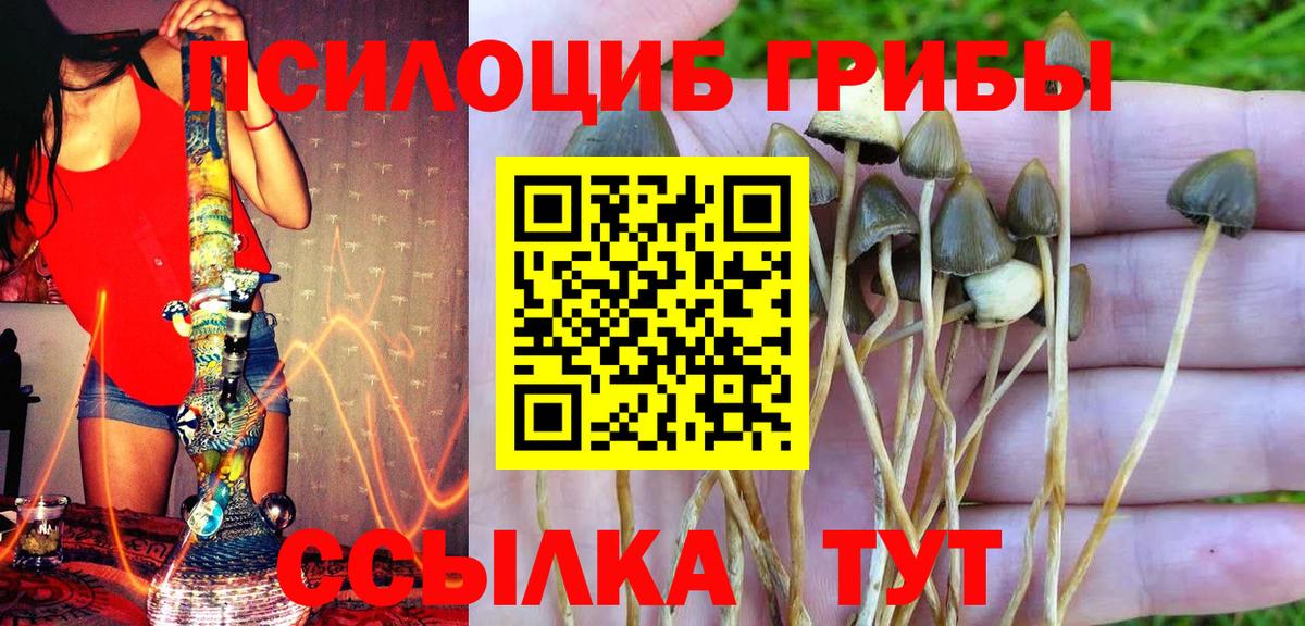 где купить наркотик  Галлюциногенные грибы Psilocybine cubensis  Вход с VPN  Туапсе 